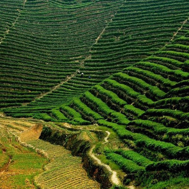 Tea Production Methods: Various Tea Production Techniques - How is Tea Made? | Heavenly Tea Leaves Blog