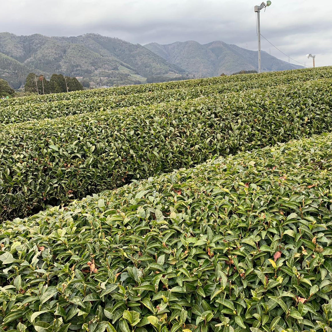 Exploring the Green Teas of Japan - Loose Leaf Japanese Green Tea | Heavenly Tea Leaves