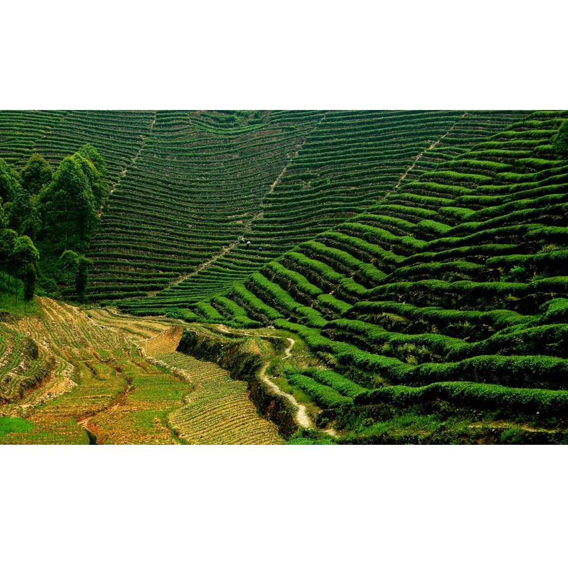 Tea Production Methods: Various Tea Production Techniques - How is Tea Made? | Heavenly Tea Leaves Blog