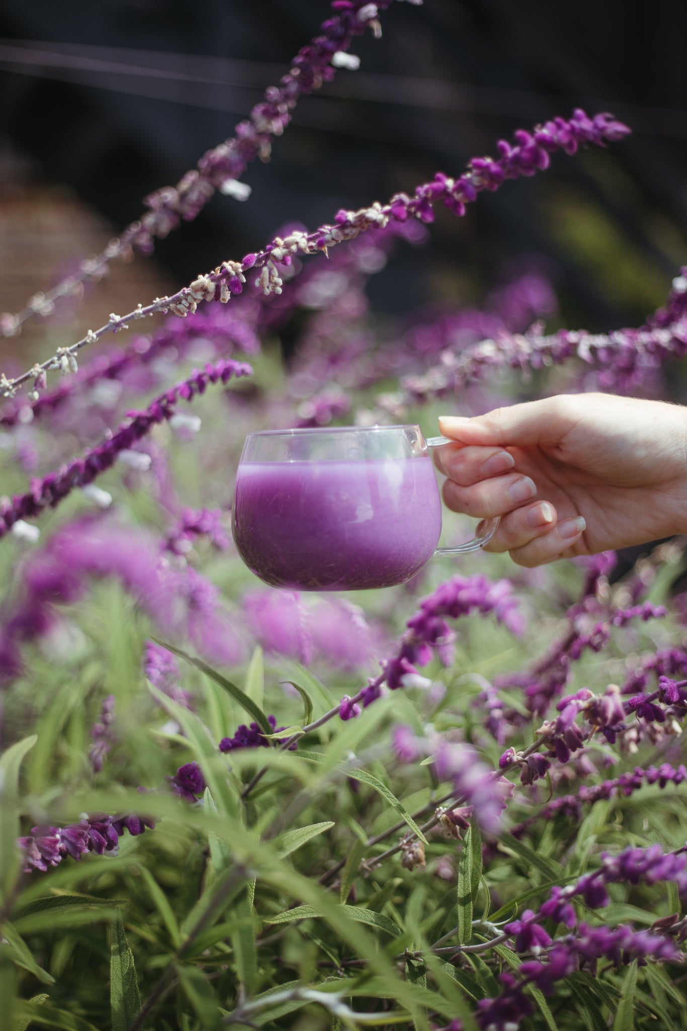 Heavenly Tea Leaves, Premium Loose Leaf Teas, Herbal Teas, Botanicals, & Pyramid Sachets