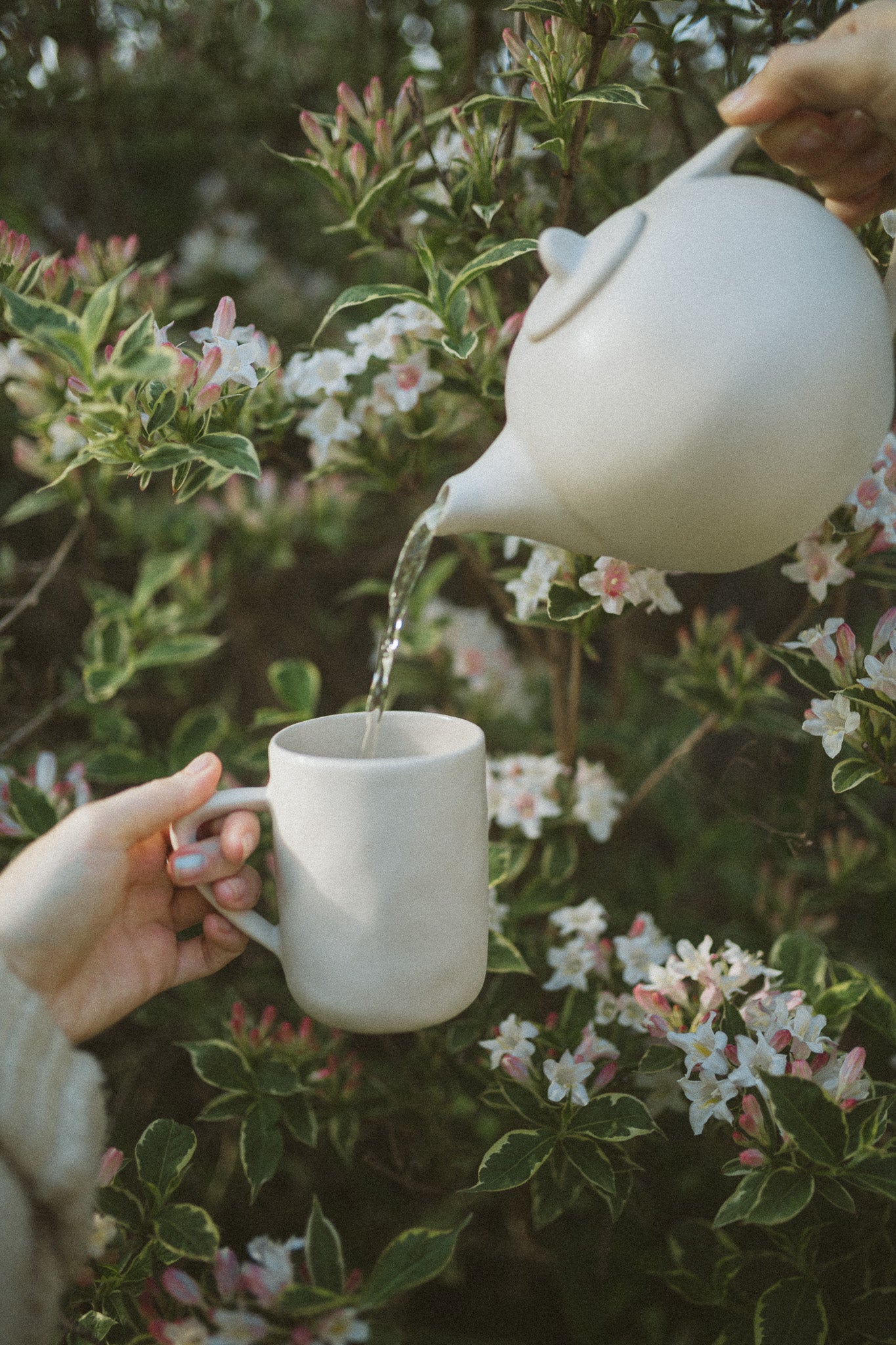 A steaming cup of adaptogenic tea with herbs and flowers around it