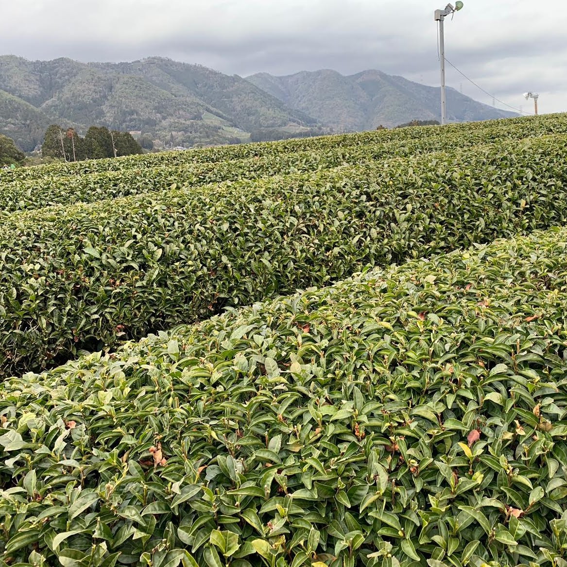 Exceptional tea begins at origin.
